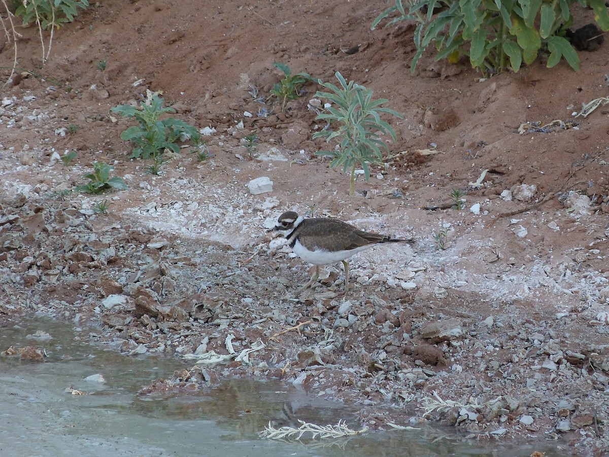 Killdeer - ML620341608