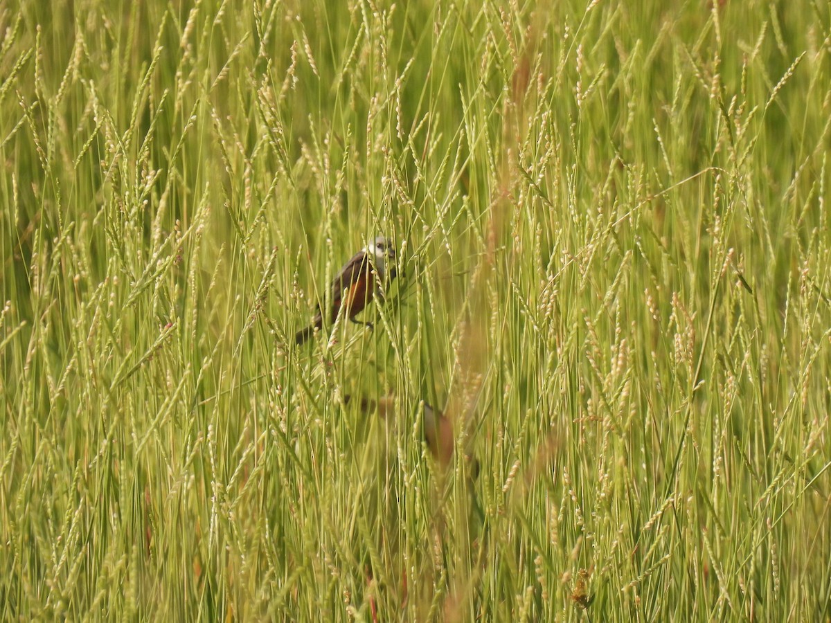 Marsh Seedeater - ML620341621