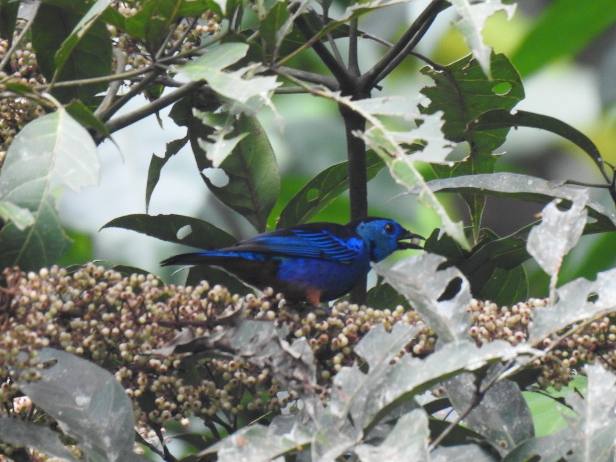 Opal-rumped Tanager - ML620341639