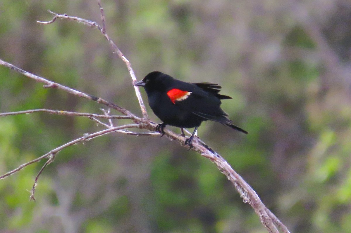 Red-winged Blackbird - ML620341642