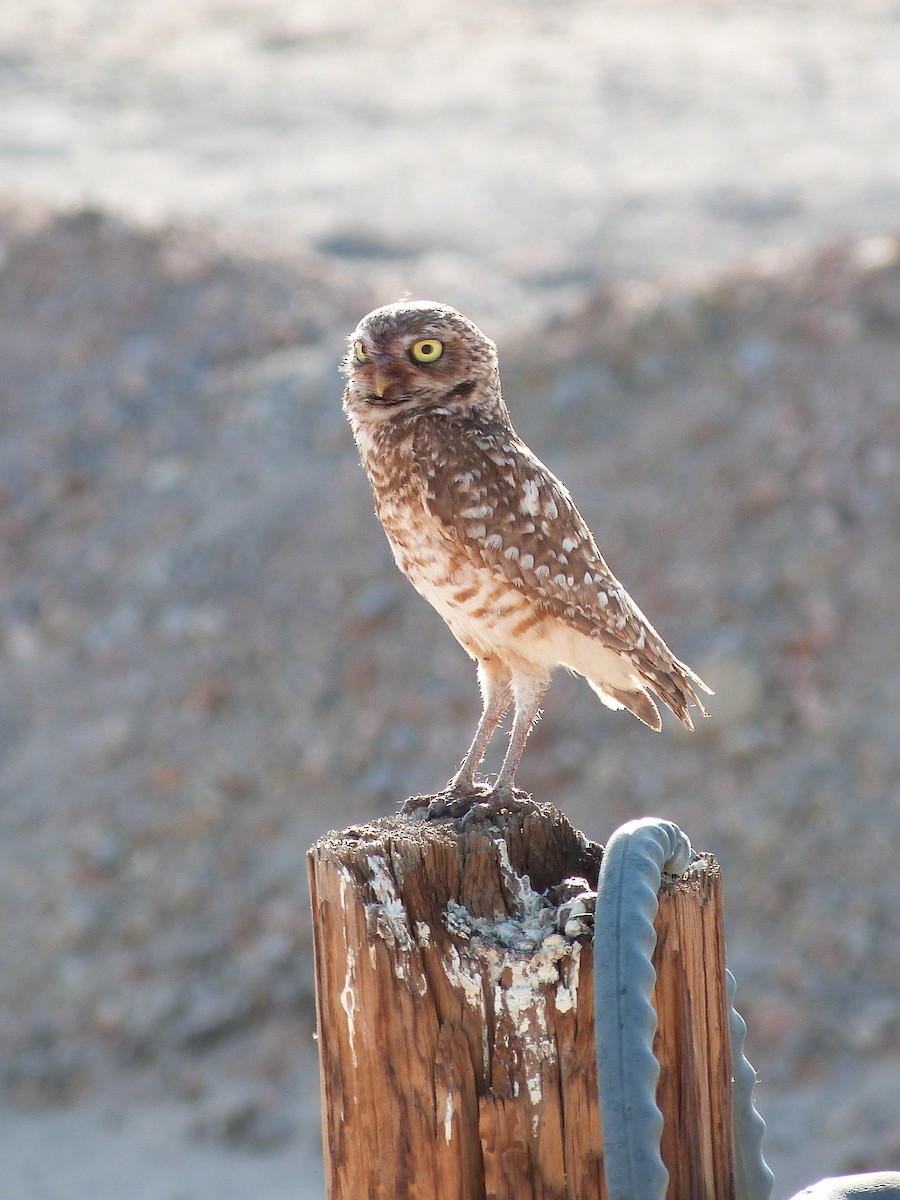 Burrowing Owl - John  Kiseda