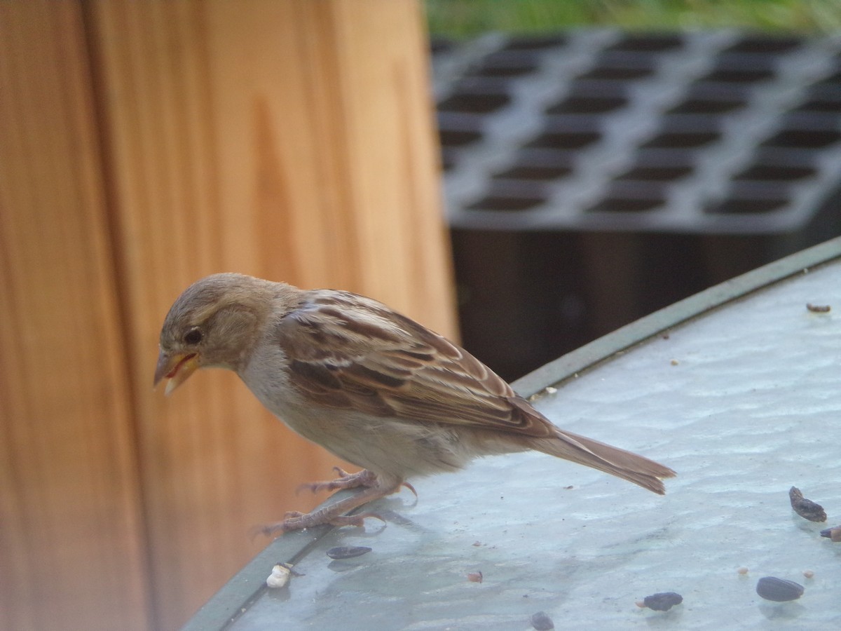 House Sparrow - ML620341650