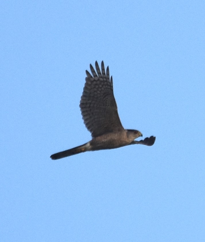 Cooper's Hawk - ML620341654