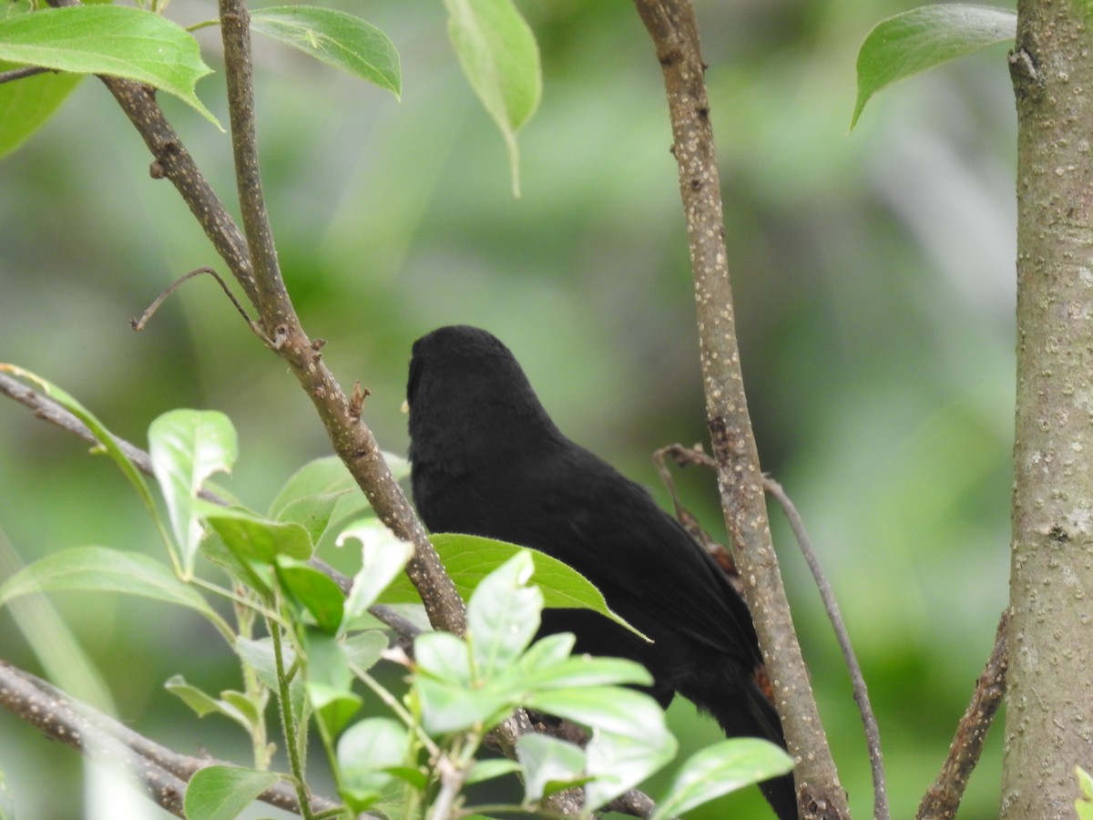 Yellow-billed Cacique - ML620341671