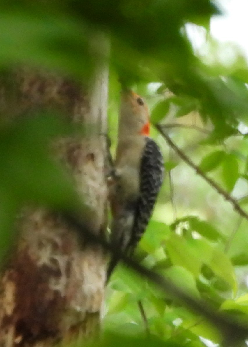 Red-bellied Woodpecker - ML620341680