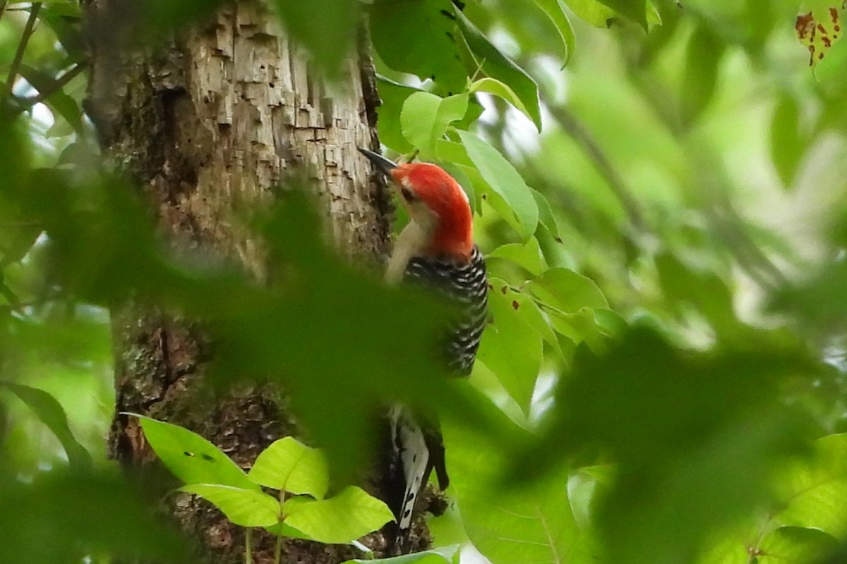 Red-bellied Woodpecker - ML620341681