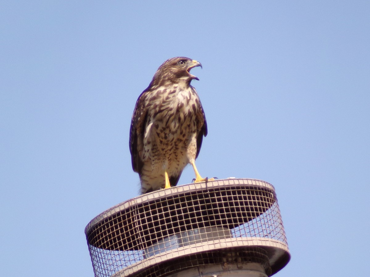 Red-shouldered Hawk - ML620341701