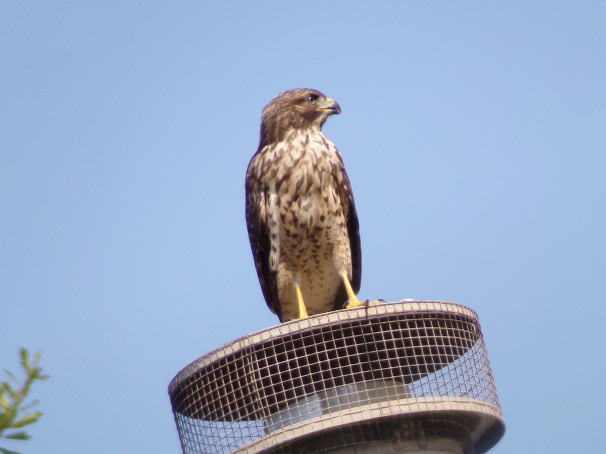 Red-shouldered Hawk - ML620341704