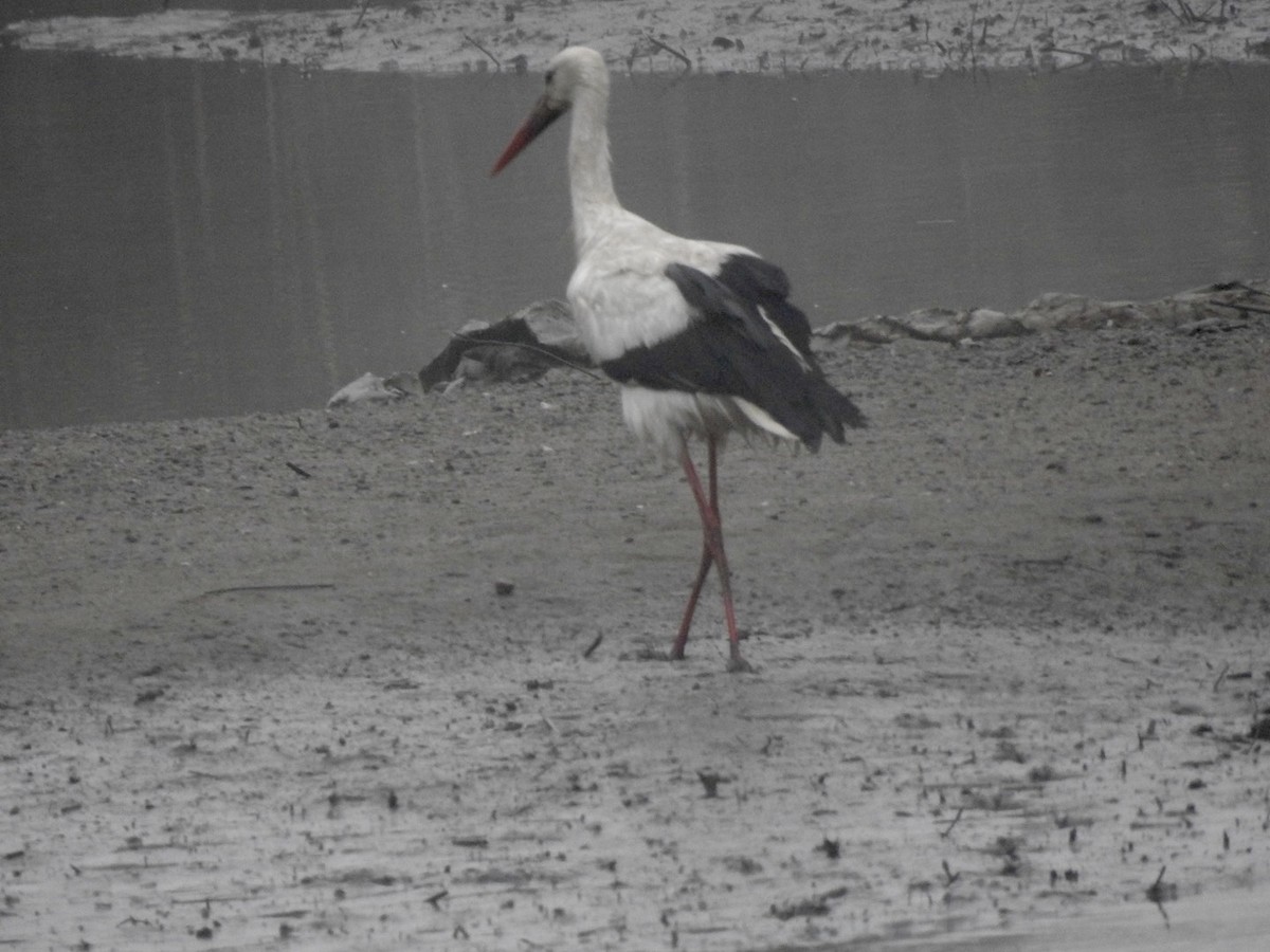White Stork - ML620341713