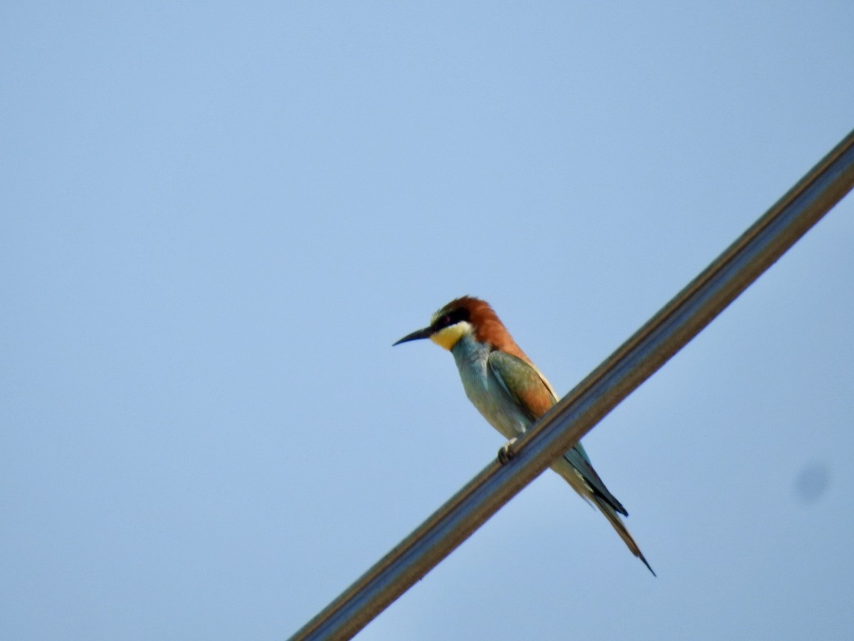 European Bee-eater - ML620341725