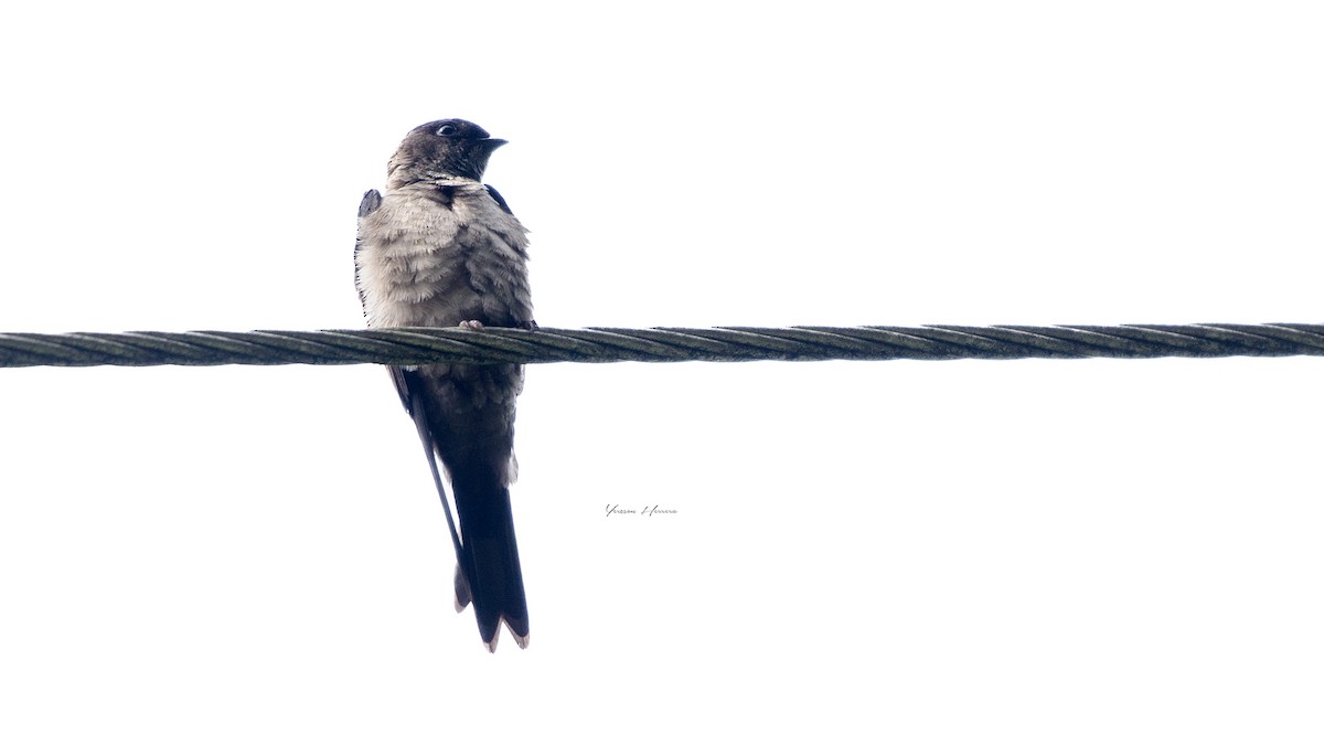White-thighed Swallow - ML620341753