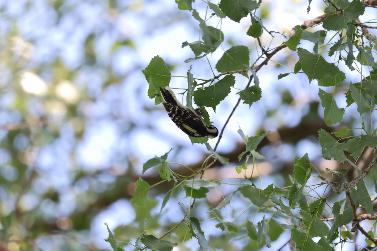 Downy Woodpecker - ML620341767