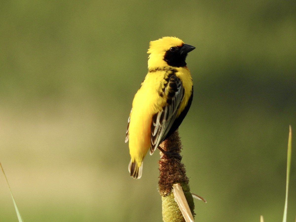 Yellow-crowned Bishop - ML620341779