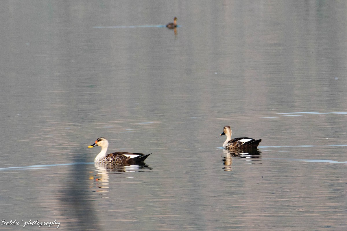 Indian Spot-billed Duck - ML620341782