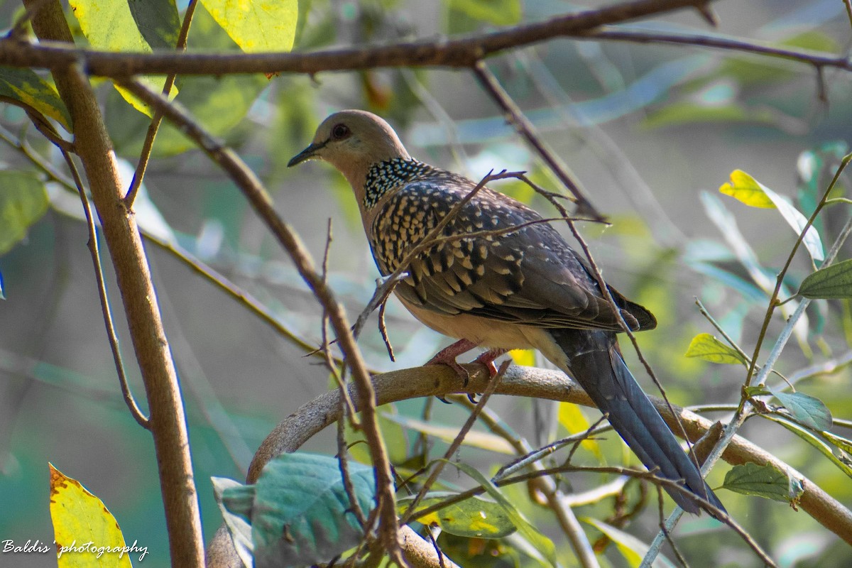 Spotted Dove - ML620341785