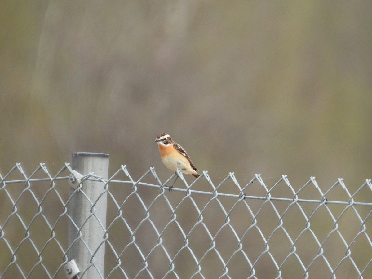 Whinchat - ML620341786