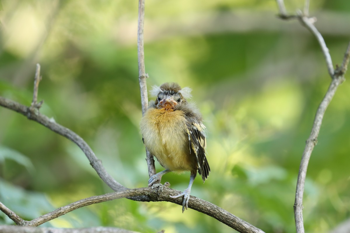 Baltimore Oriole - ML620341807