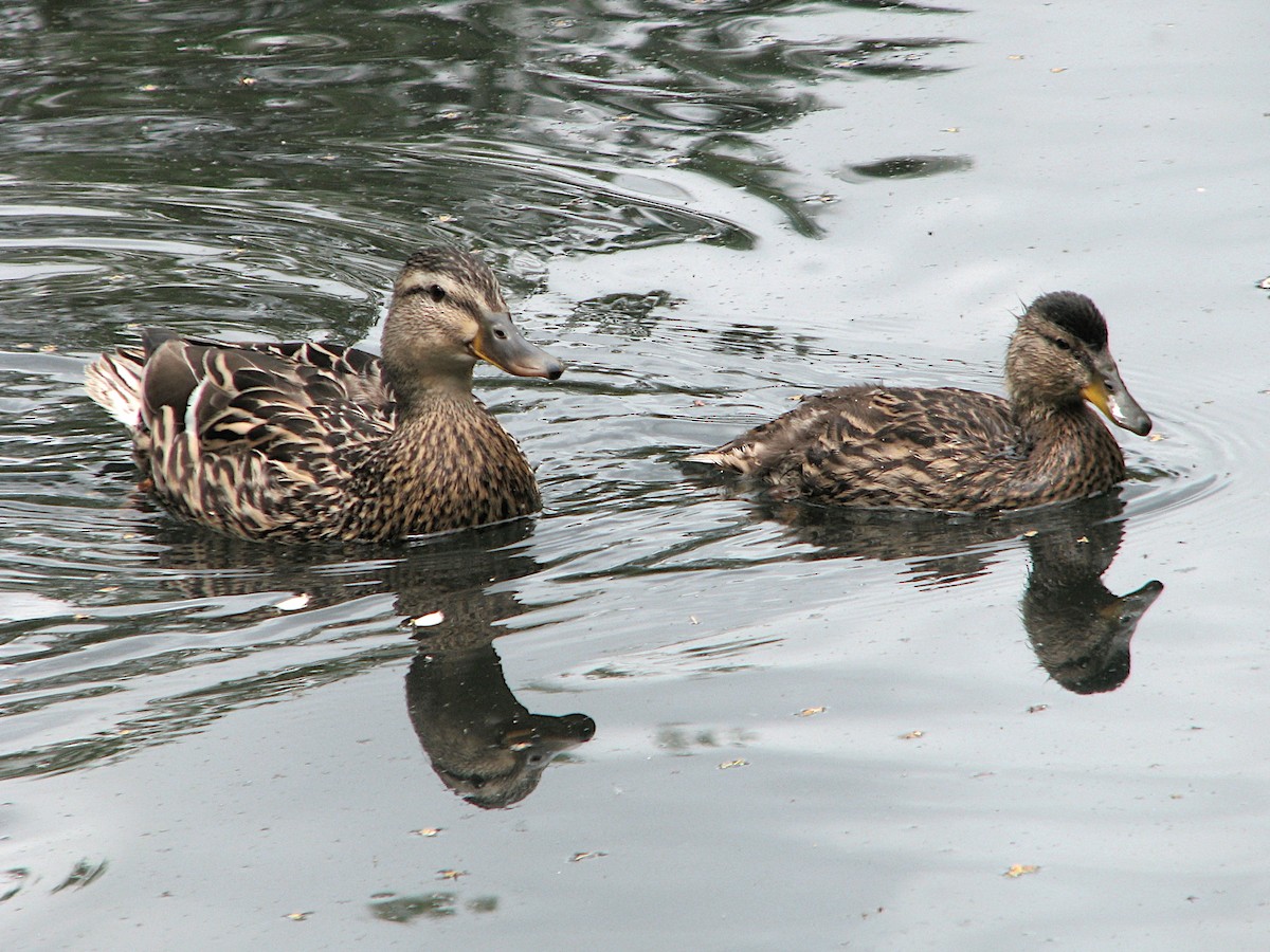 Canard colvert - ML620341813