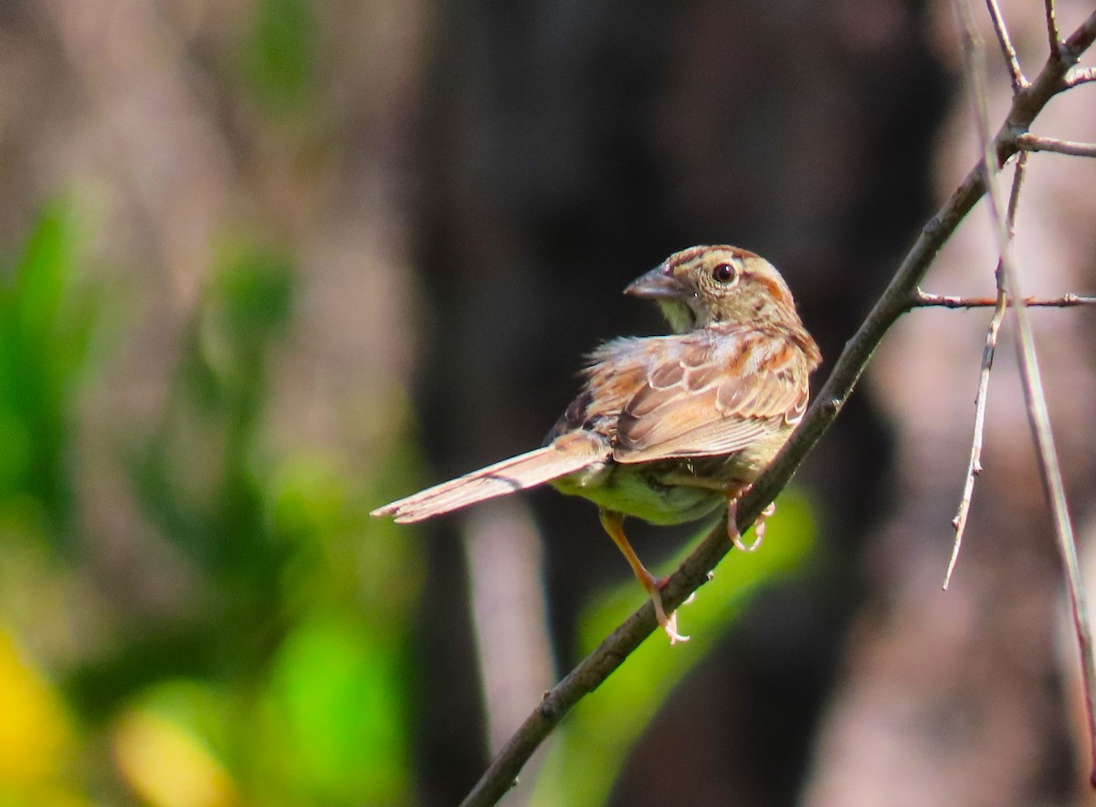 Bachman's Sparrow - ML620341815