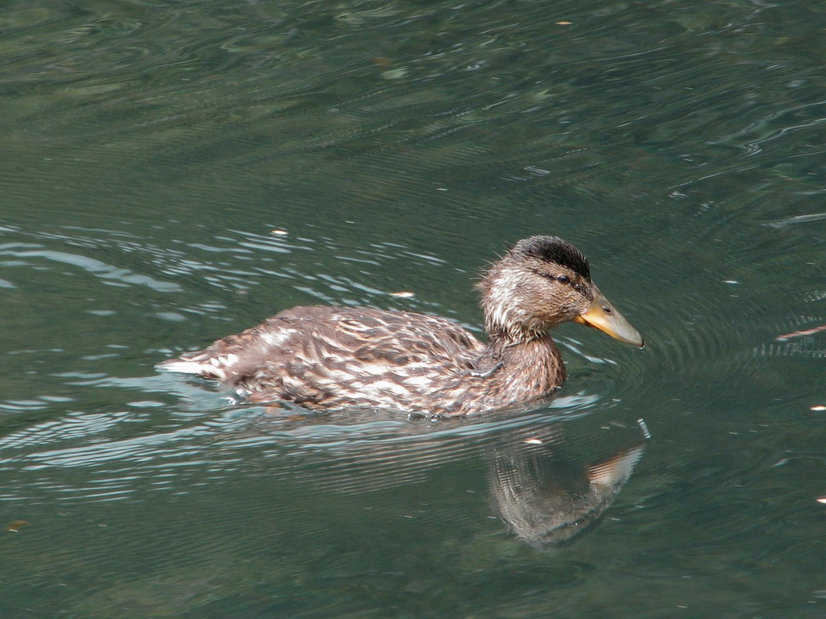 Canard colvert - ML620341818