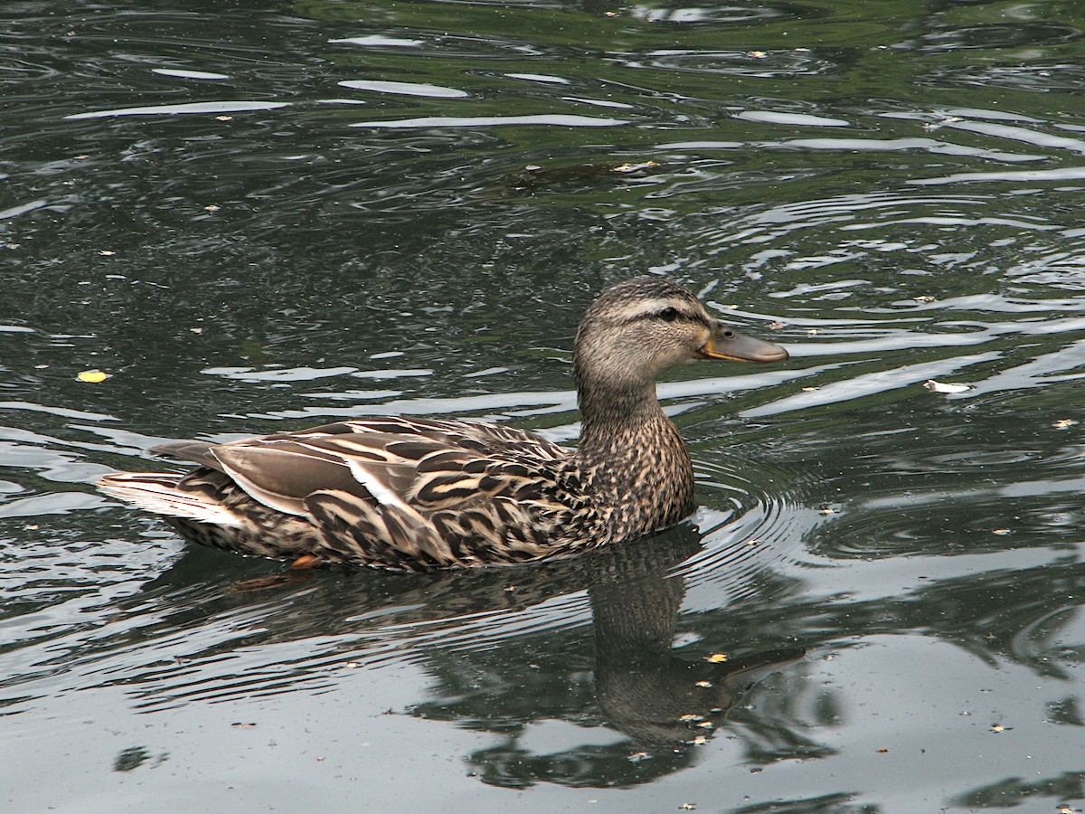 Canard colvert - ML620341822