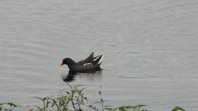 Gallinule poule-d'eau - ML620341836