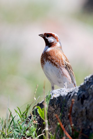 Pine Bunting - ML620341850