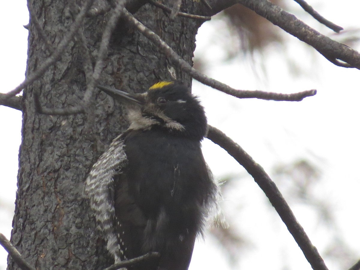 Black-backed Woodpecker - ML620341853