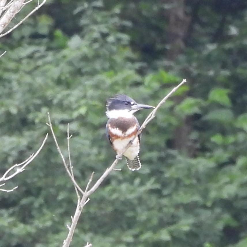 Belted Kingfisher - ML620341858