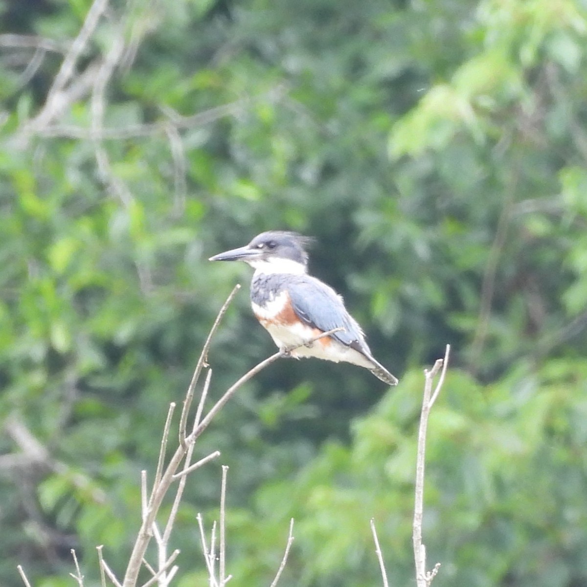 Belted Kingfisher - ML620341860