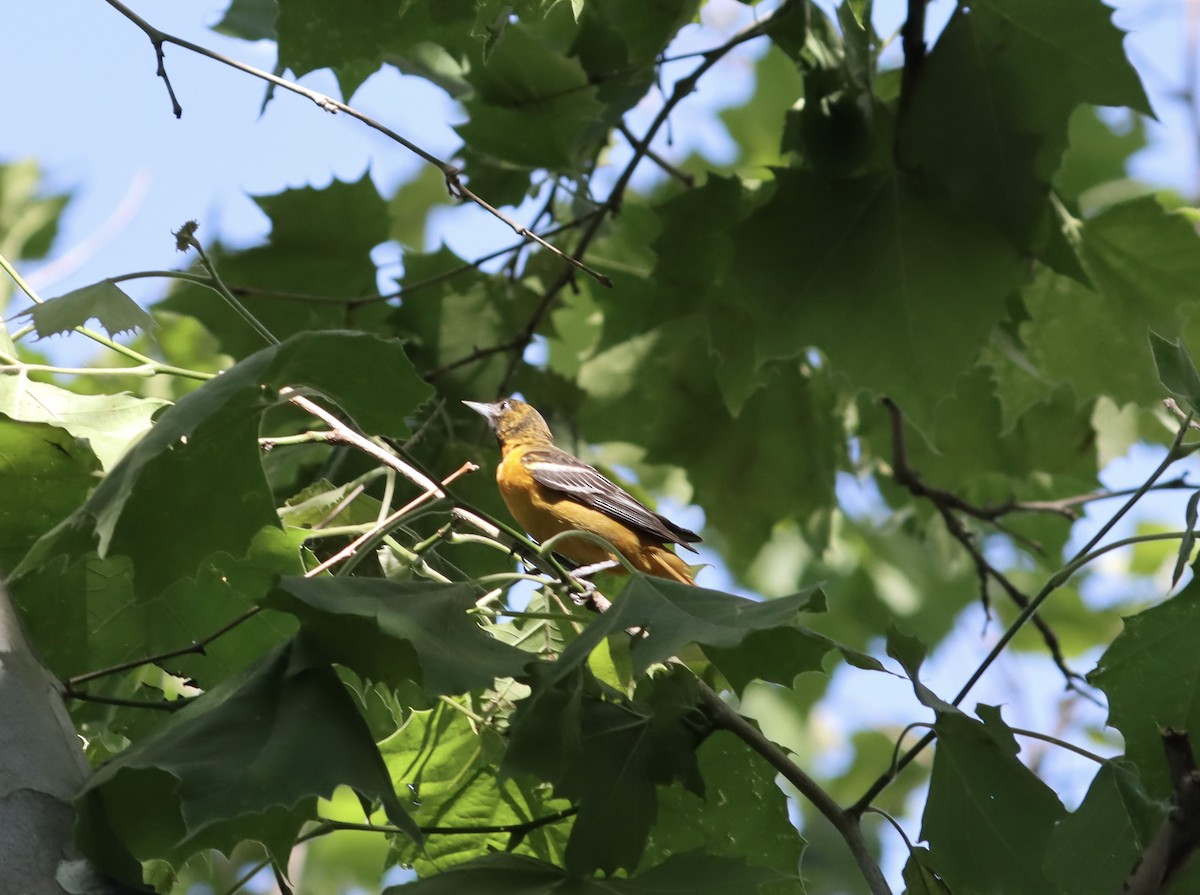 Baltimore Oriole - ML620341880