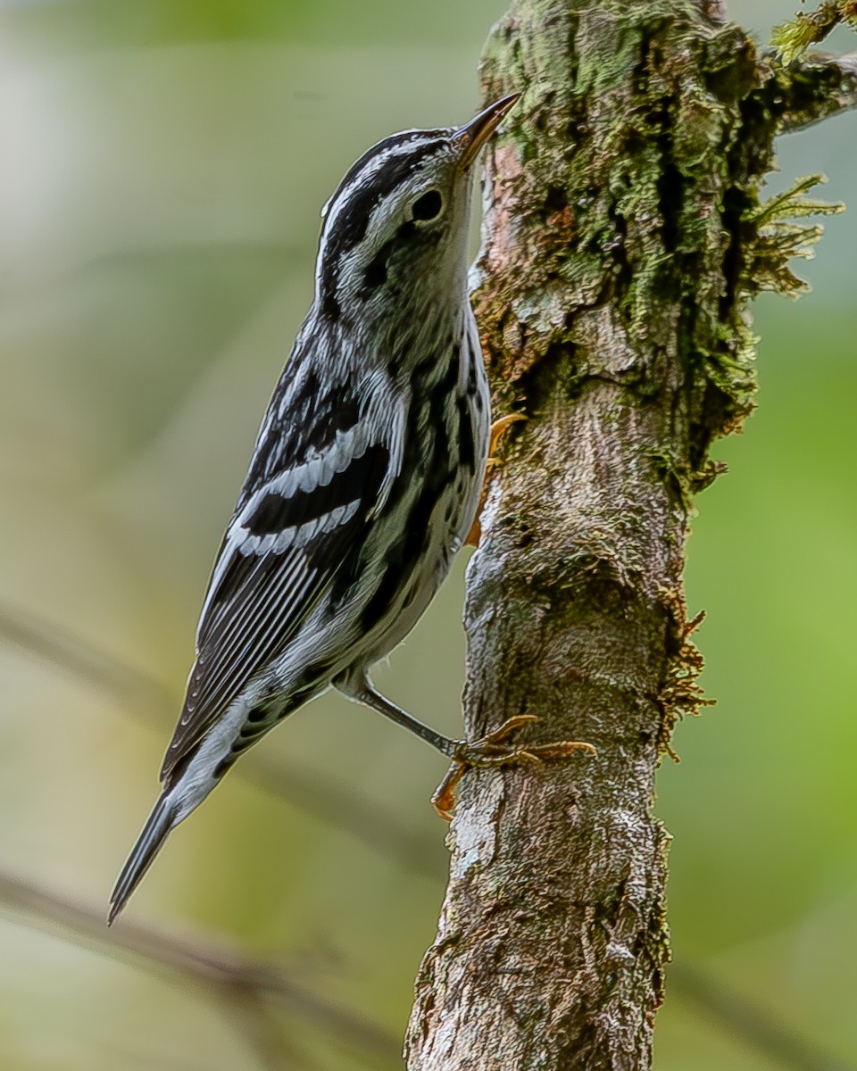 Black-and-white Warbler - ML620341891