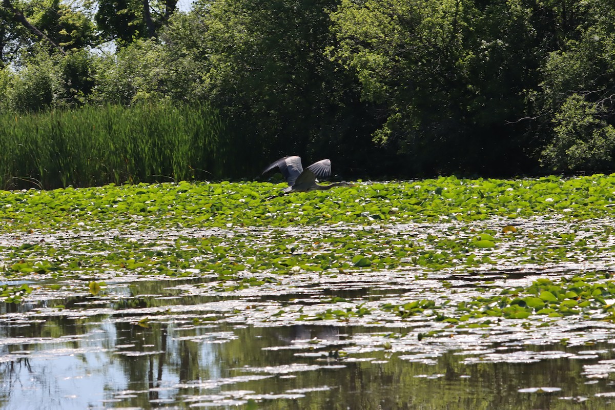 Great Blue Heron - ML620341901