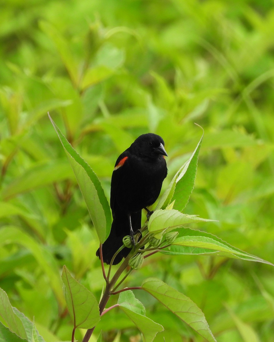 Red-winged Blackbird - ML620341902