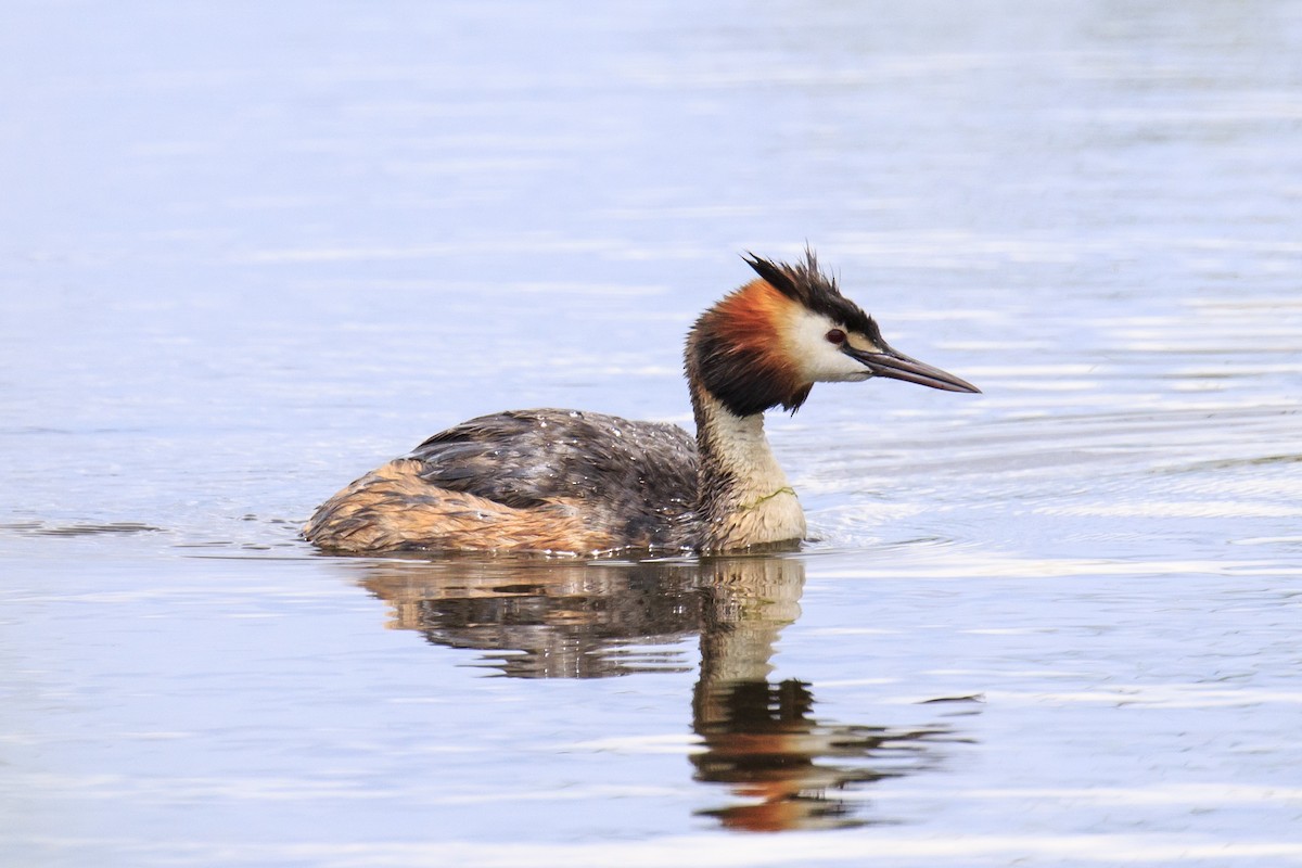 Great Crested Grebe - ML620341907
