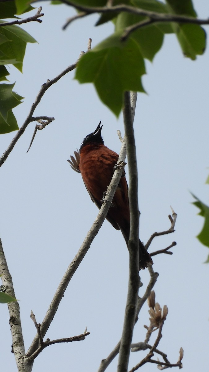 Orchard Oriole - ML620341908