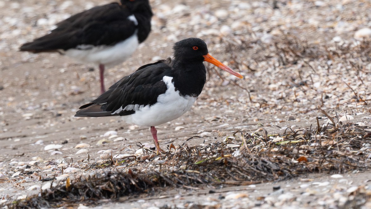 South Island Oystercatcher - Miguel  Mejias