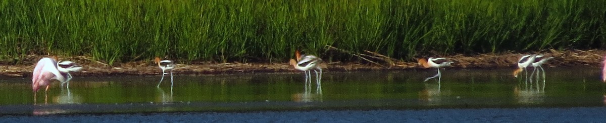 American Avocet - ML620341936