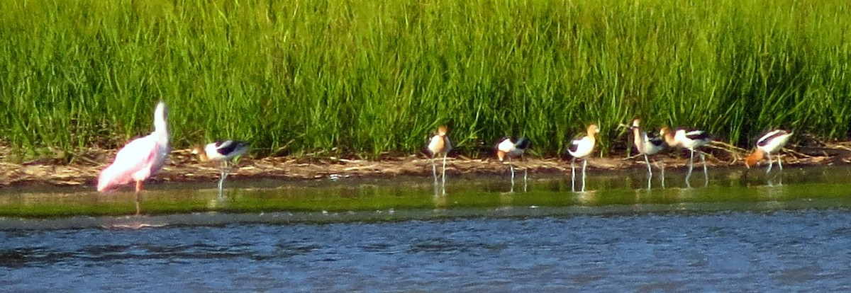 Avoceta Americana - ML620341937