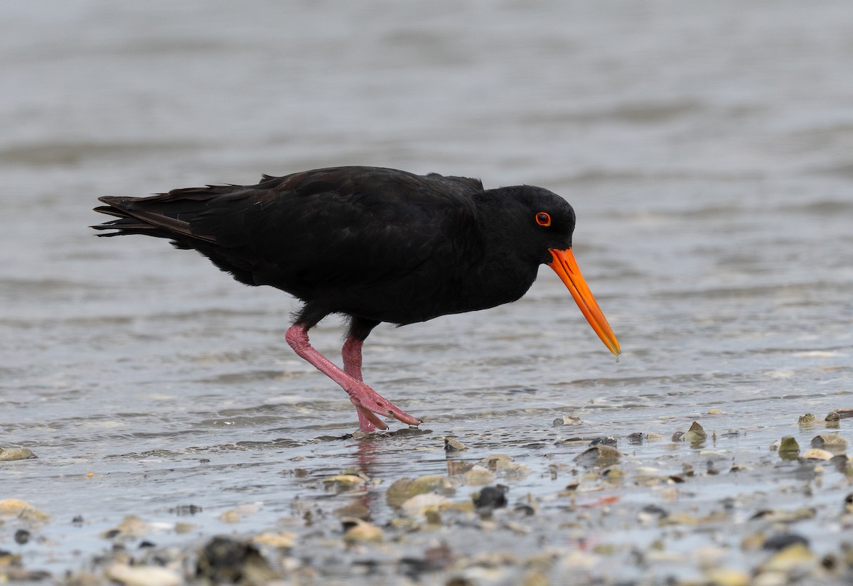 Variable Oystercatcher - ML620341944