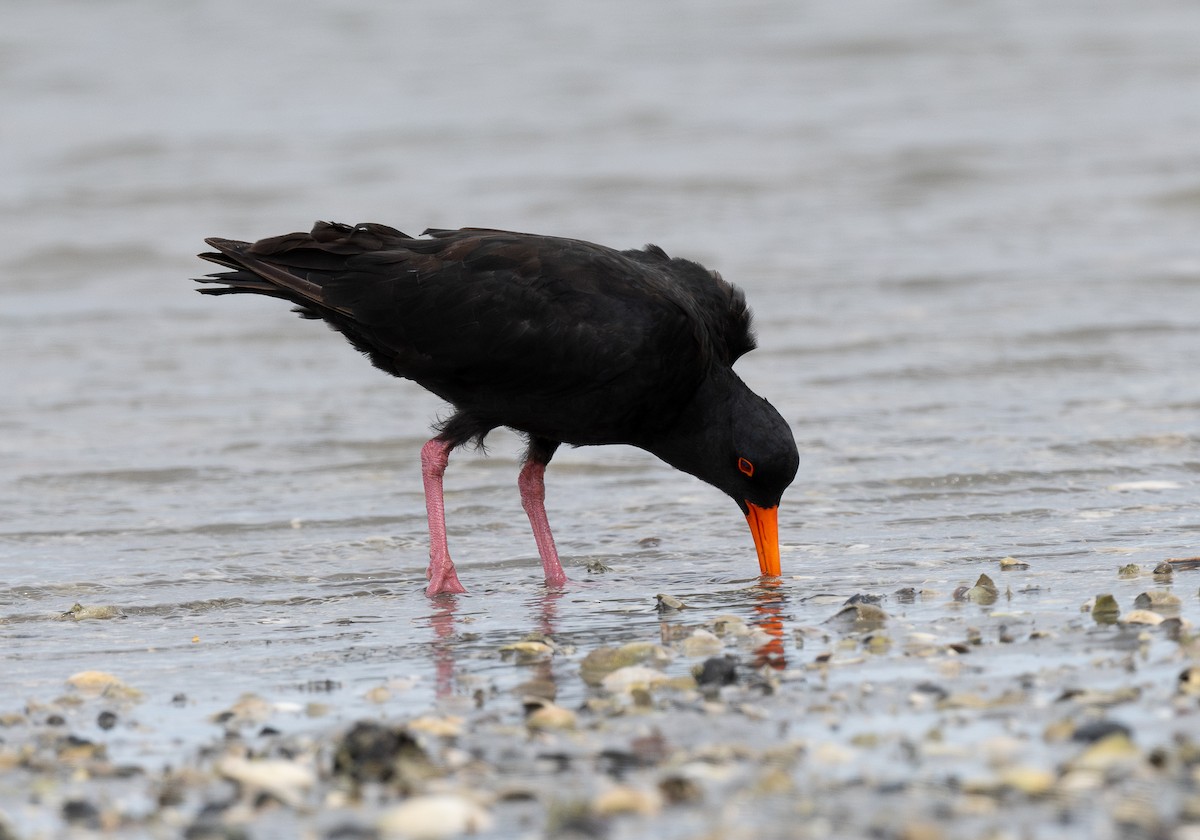 Variable Oystercatcher - Miguel  Mejias