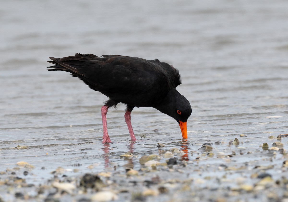 Neuseeland-Austernfischer - ML620341946