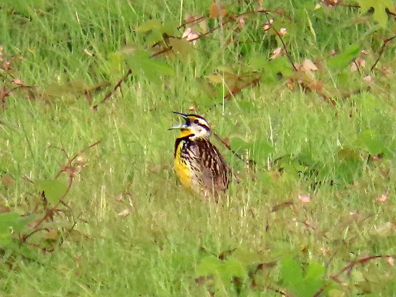 Eastern Meadowlark - ML620341948