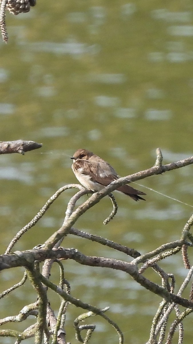 Northern Rough-winged Swallow - ML620341950