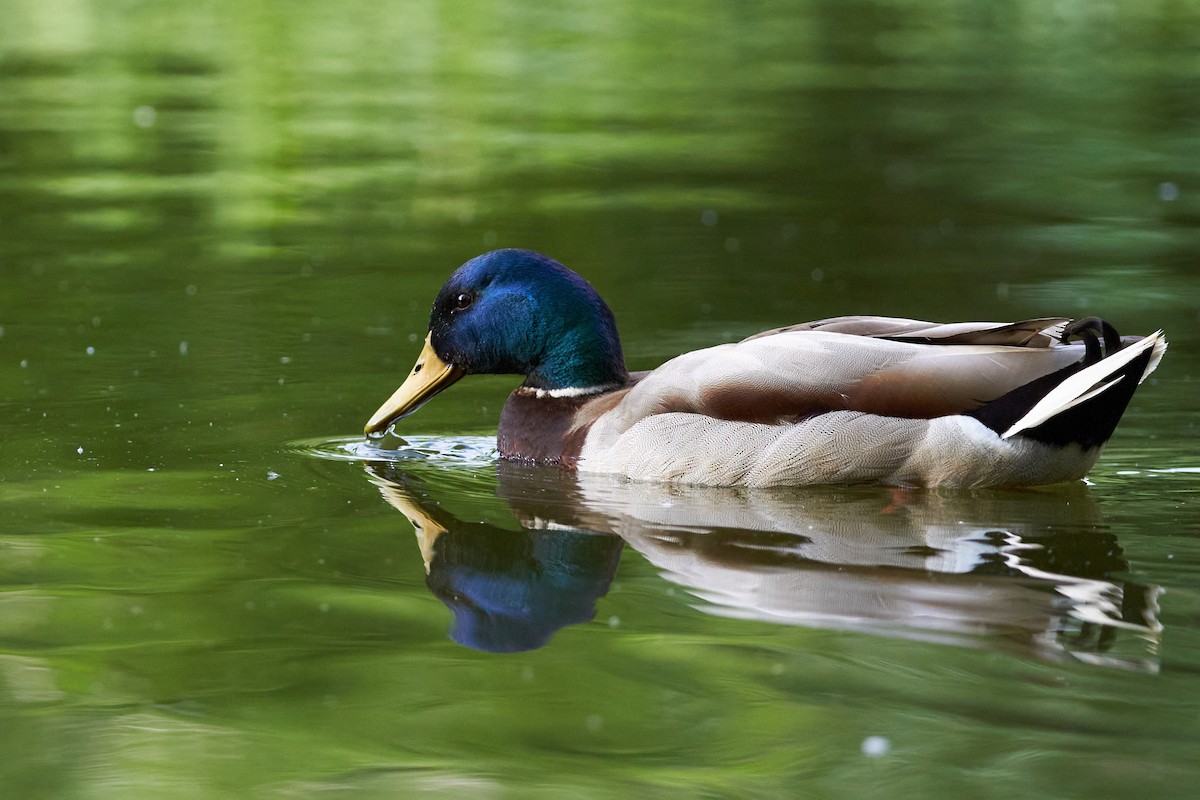 Canard colvert - ML620341954