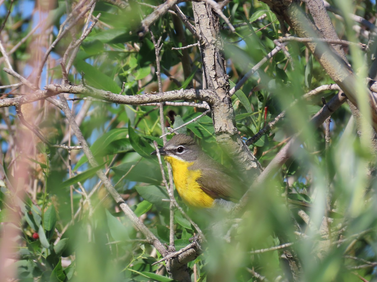 Yellow-breasted Chat - ML620341964