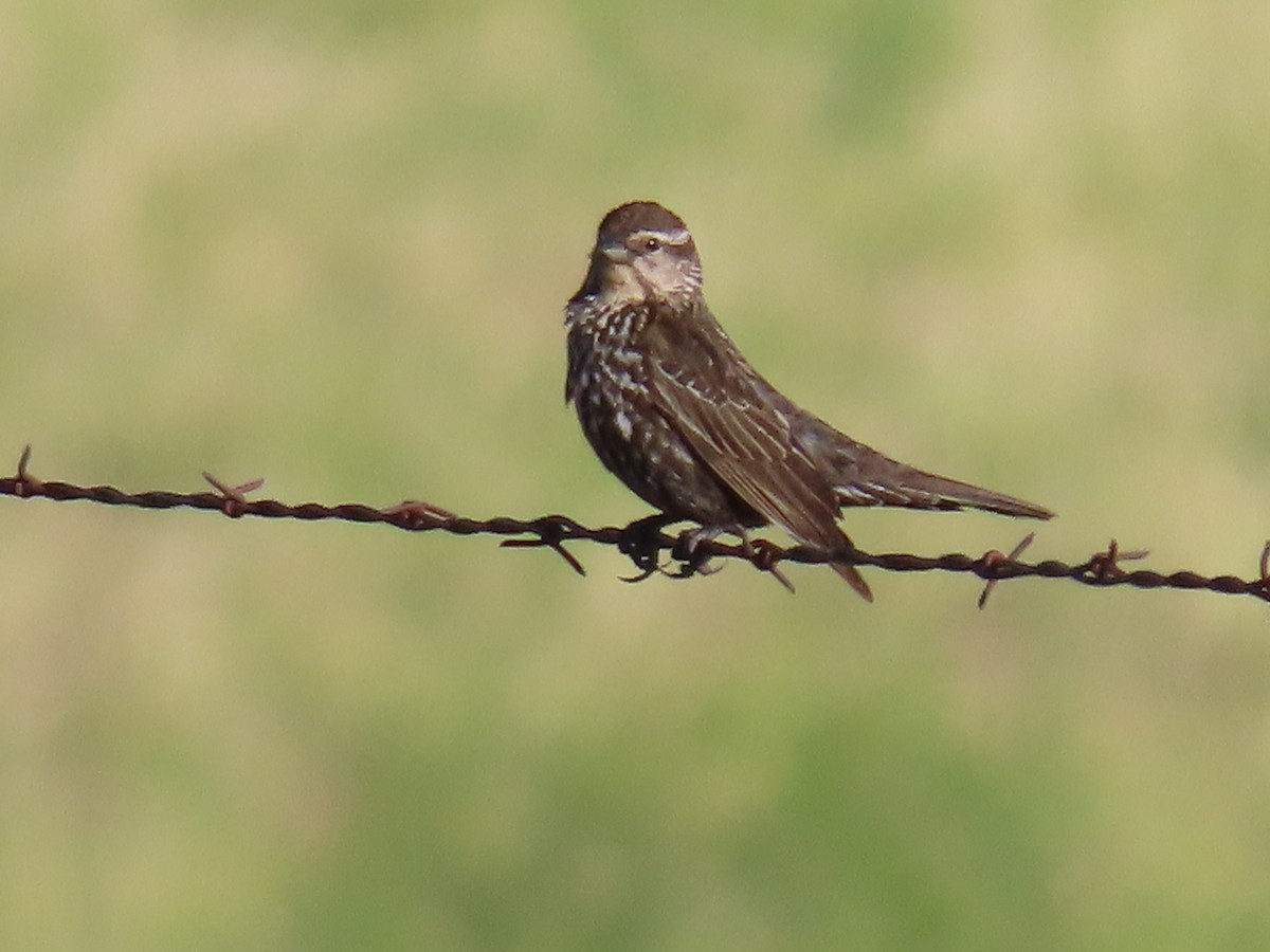 Red-winged Blackbird - ML620341980