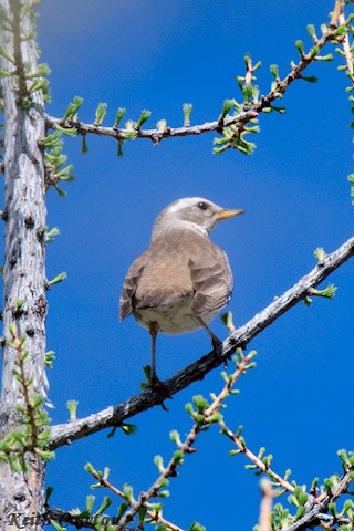 Dusky Thrush - ML620341995