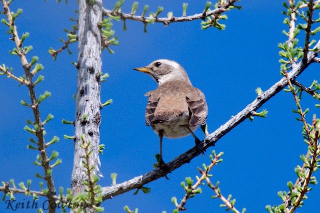 Dusky Thrush - ML620341996