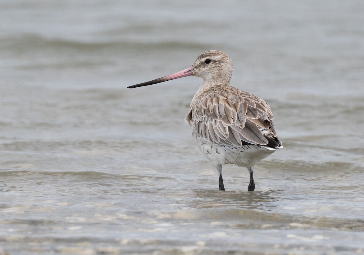 Bar-tailed Godwit - ML620341999